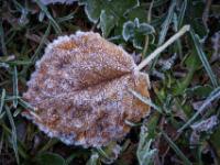Eiskristalle auf kleinem Herbstblatt